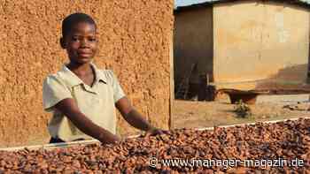 Kakao-Preisrallye wegen Ernte-Ausfällen könnte Schokolade deutlich verteuern