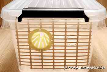 Stad deelt 200 hoornaarvallen uit