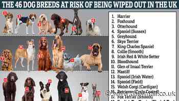 Revealed: The 46 dog breeds at risk of being wiped out in the UK - so is your pooch on the list?