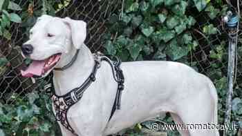 Il ritorno della banda del furgone bianco che rapisce i cani: "Salvata da un runner"