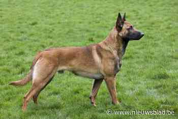 Peltse mannen mogen nooit meer dieren houden na levend begraven hond: “Degoutant”