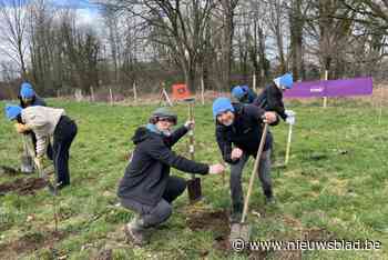 Bos+ zorgt met consultancybedrijf voor nieuw bos in Holsbeek