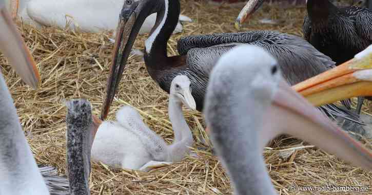 Männliches Pelikanpärchen adoptiert Küken