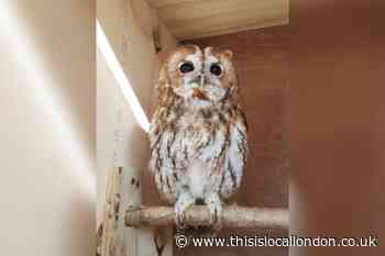 Merlin the owl 'stolen' from Wimbledon and Putney Commons
