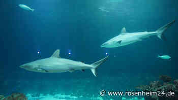 Fürchterlicher Angriff vor Touristen-Insel: Hai attackiert Frau (40) in nur hüfttiefem Wasser