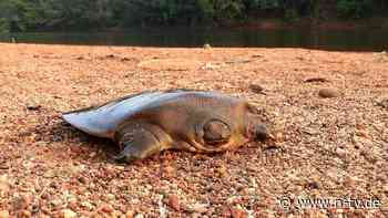Vom Aussterben bedrohte Art: Forscher entdecken extrem seltene Schildkröten in Indien