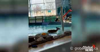 This deer took a plunge into an indoor Ontario rec centre pool. Chaos ensued
