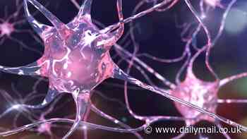 Scientists discover how orgasms rewire the brain and lead to lasting connection between partners