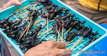 Insecten als voedsel: hoe leren we lief te zijn voor de meelworm?