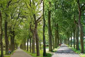 Bomendreef in domein Bethanië genomineerd voor wedstrijd Erfgoedboom in de Kijker