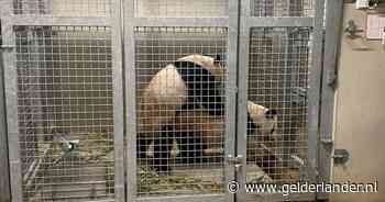 Het paren is gelukt, nu is het grote wachten begonnen in Ouwehands:  is er een pandababy op komst?
