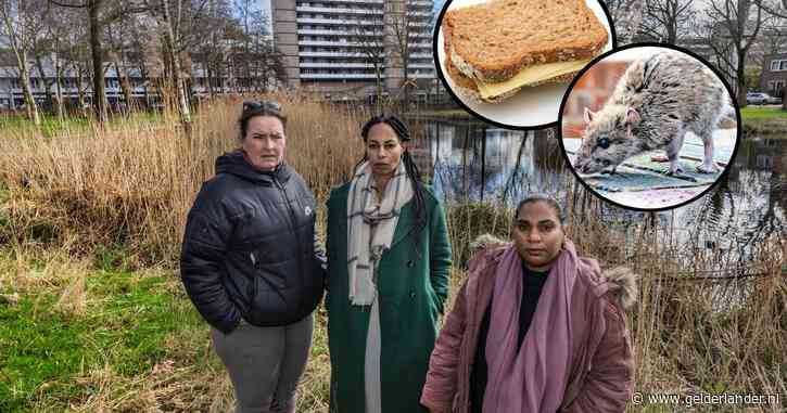 Geteisterd door ratten: ‘Als ik naar buiten stap schieten ze zo tussen je voeten weg’