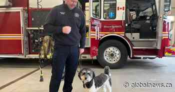 N.B. fire department’s ‘celebrity’ K9 handpicked for special training