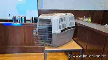 Österreich: Mutter sperrte ihr Kind in Hundebox - „Unfassbarer Fall“ vor Gericht
