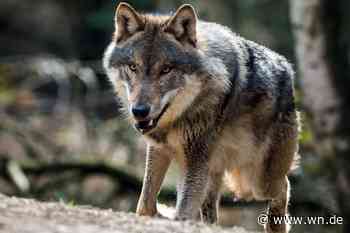 Darum durchstreifen immer mehr Wölfe das Münsterland