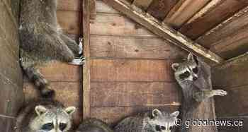 Ontario euthanizes 84 raccoons and accuses rehab centre of mistreating animals