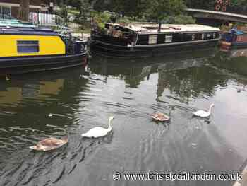 Grand Union Canal oil spill affects swans and wildlife