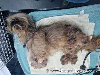 Islington owner of dog 'eaten alive' by fleas gets pet ban