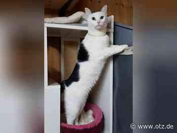 Kitty weiß genau, was sie will: Die Katzen-Diva wartet beim Tierschutzverein Jena auf ein neues Zuhause