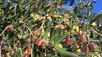 Olivenöl-Preise übertreffen erstmals die Marke von 10'000 Dollar pro Tonne