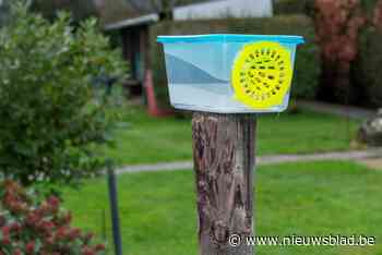 Opvallend: Lommel zoekt inwoners die Aziatische hoornaar letterlijk in de val willen lokken