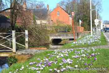 Pulderbos staat in bloei, en aalscholver komt meegenieten