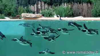 Giornata della fauna selvatica al Bioparco