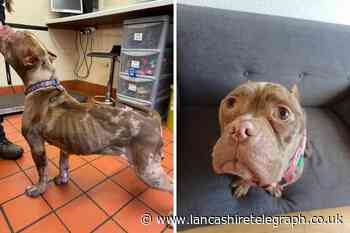 Malnourished dog with cropped ears found in Preston