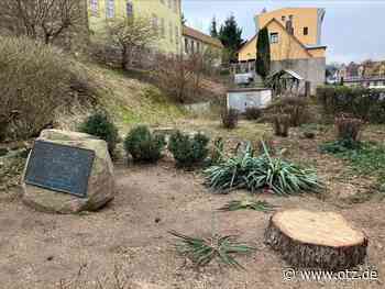 Muss das sein? Bürger kritisieren die Fällung einer mächtigen Tanne in Kahla