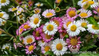 The next Japanese knotweed? Scientists reveal the 5 'potentially invasive' plants that could wreak havoc on British gardens - so, do you have one in your backyard?