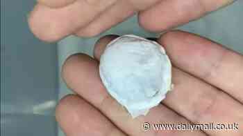 Skin-crawling! Man opens a Huntsman Spider egg sack to release hundreds of tiny babies onto his hand