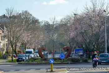 Kerselaars in de Ter Rivierenlaan voor laatste keer in bloei: buurtcomité roept op bezwaar in te dienen tegen kap van 111 bomen
