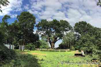 Nu kan je ook trouwen onder de mooiste bomen in Lummen: “Maar er zijn wel wat voorwaarden”
