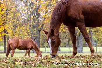 Warum Pferde von Ahornsamen krank werden