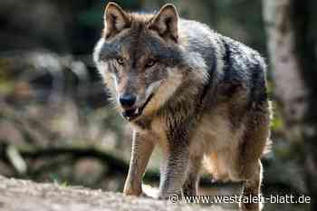 Wolf trabt auch durchs Bünder Land