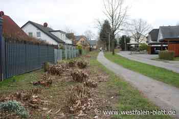 Fällungen am Martinsweg: Bürgermeister verweist auf Verkehrssicherheit
