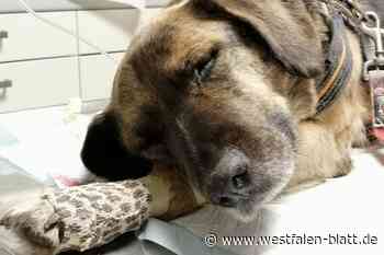 Tierarzt: Notdienst am Wochenende gesichert