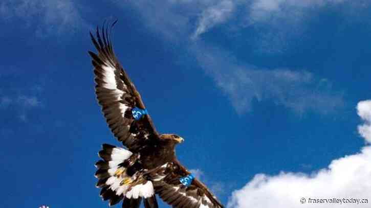 Man to plead guilty to helping kill 3,600 eagles, other birds and selling feathers prized by tribes