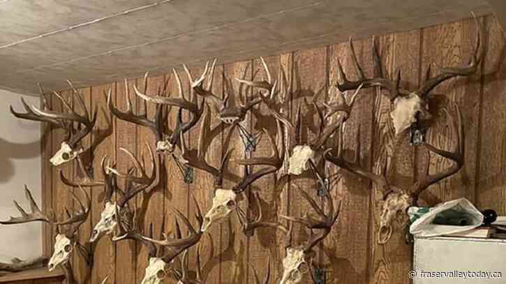 Break-and-enter results in 14 sets of deer antlers stolen from B.C. property