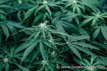 How much water does it take to grow cannabis?