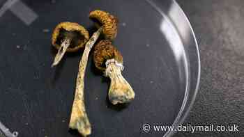 High tech: From microdosing shrooms to spiritual retreats and chemsex parties, how Silicon Valley is becoming the new Wall Street when it comes to drug use