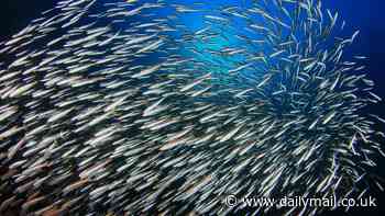 Fish are shrinking due to climate change warming the oceans and damaging microorganisms, study reveals