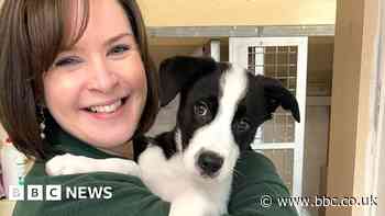 UK in grip of dog control problem, charity warns