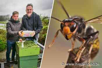 Stad Mechelen sponsort vijftig vallen om Aziatische hoornaar te bestrijden: “Voorkomen dat ze onze bijen kapotmaken”