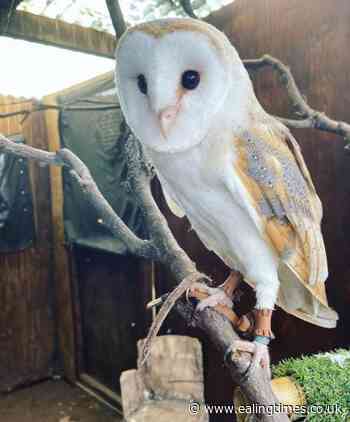 College appeals for sightings of missing barn owl, which escaped