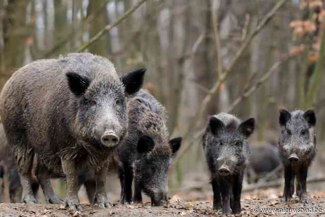 Deze gemeente vraagt inwoners om mee everzwijnenpopulatie in kaart te brengen na verhoogd aantal meldingen: “We sluiten jacht niet uit”