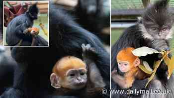 Orange is the new black! Adorable monkey with bright ginger fur is born at a zoo in Bedfordshire - despite both its parents being monochromatic
