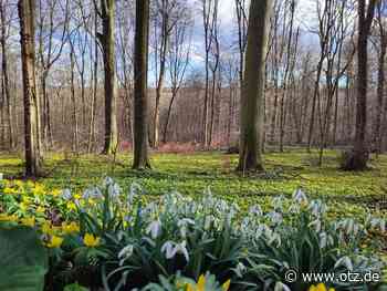 Noch blühen die Winterlinge im Jenaer Rautal