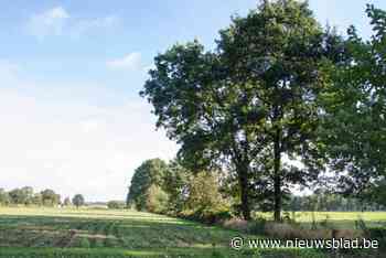 Houtkanten moeten platteland nog groener maken