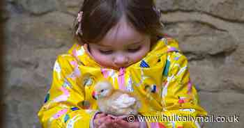 Hop along to a bunny bop disco, handle real chicks and try Yorkshire's ‘first’ hot cross bun waffle at William’s Easter Adventures